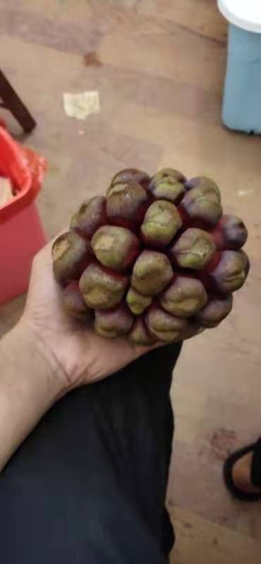 恭城县黑老虎果 布福娜