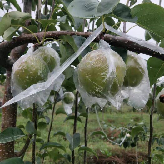 隰县玉露香梨多汁细嫩皮薄，甜度大