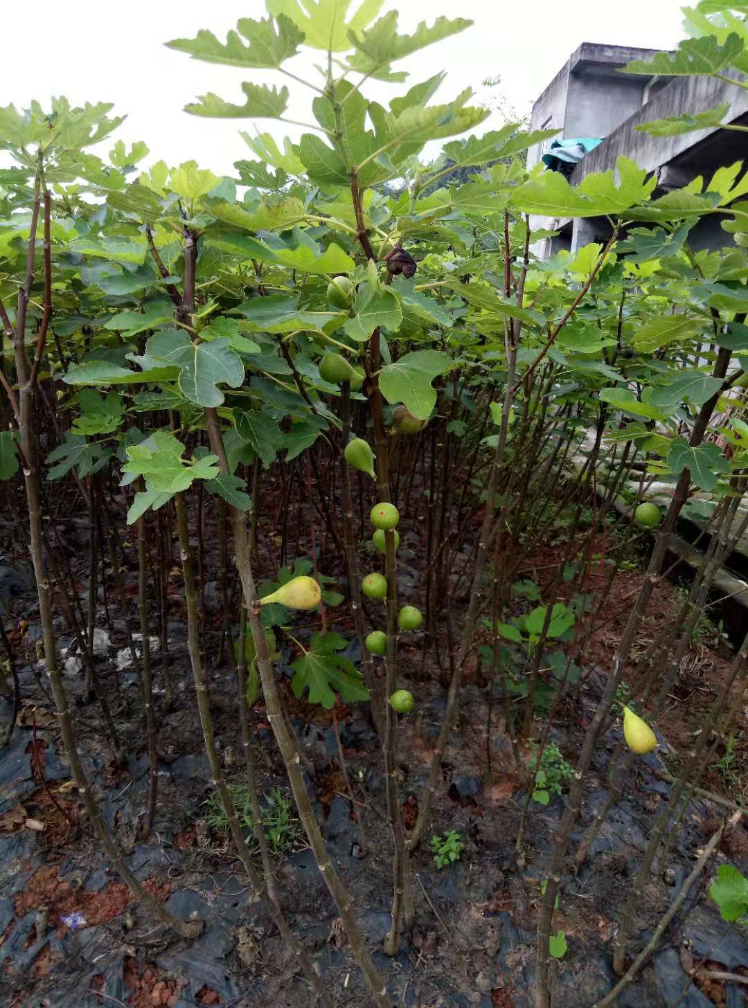 自家苗圃种植，波姬红无花果树苗大量出售中