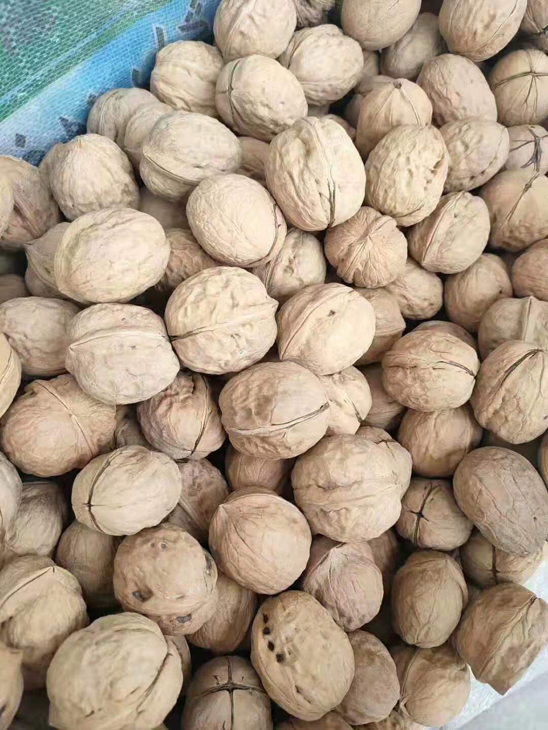 薄皮核桃  纸皮核桃清货优惠（清货）换行业甩货