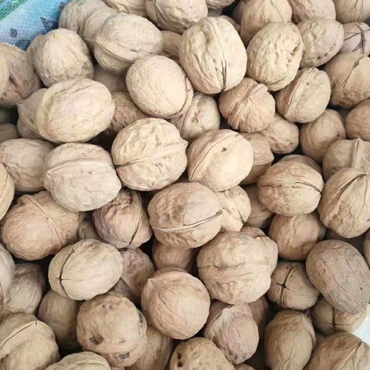 广州薄皮核桃  纸皮核桃清货优惠（清货）换行业甩货