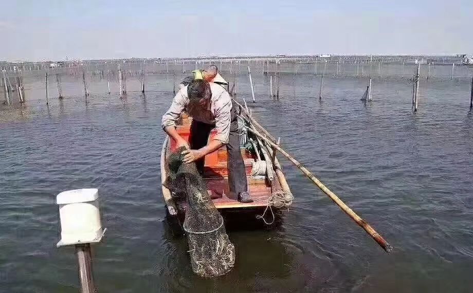  大闸蟹鲜活现货大螃蟹味甜2母蟹 全母蟹活