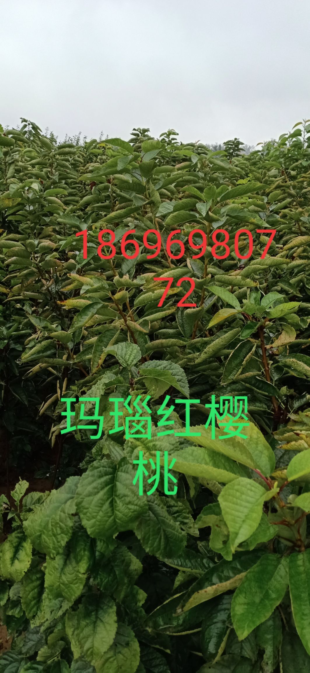 十月黄金桃 葡萄 李子 桃子 车厘子 板栗