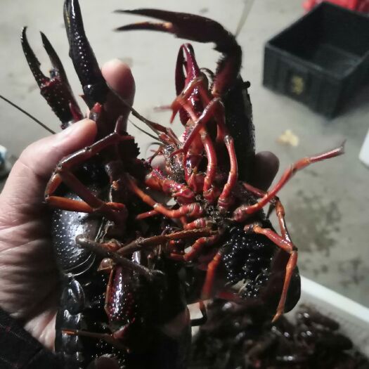 沭阳县 钟仁淡水小龙虾，满满都是籽