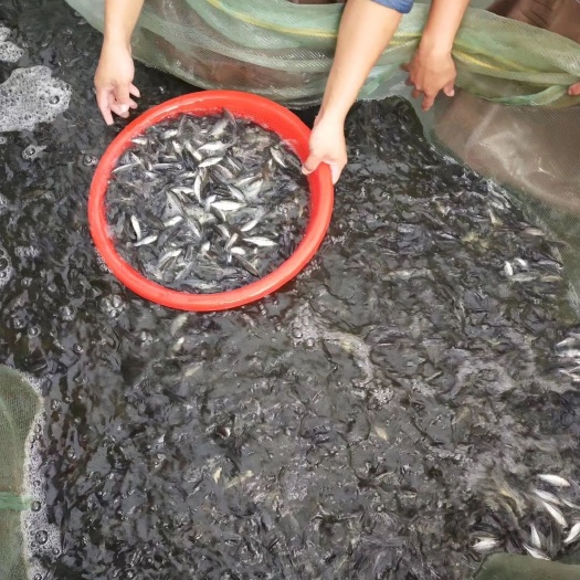 南宁 加洲鲈鱼苗