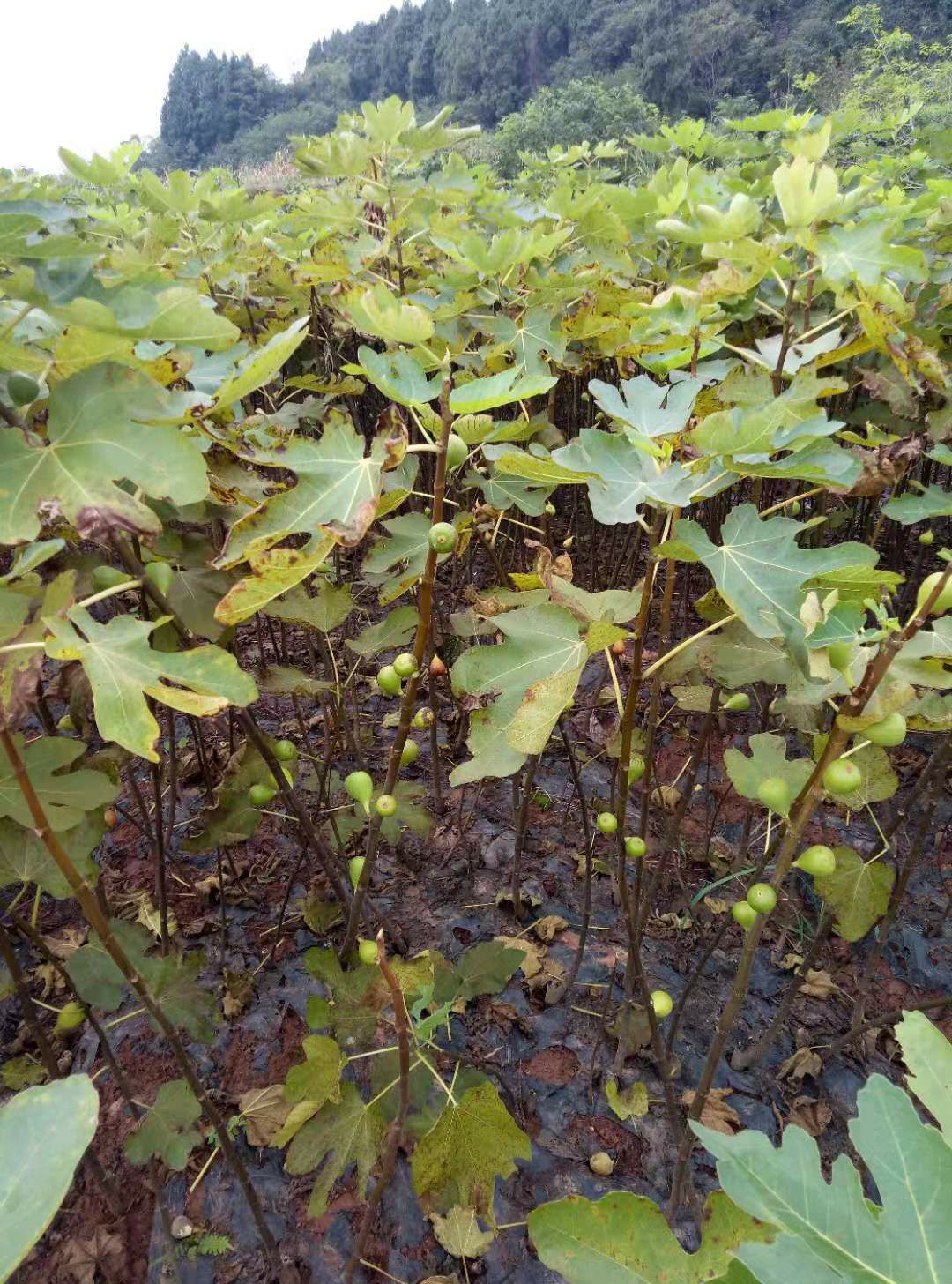 自家苗圃种植，波姬红无花果树苗大量出售中