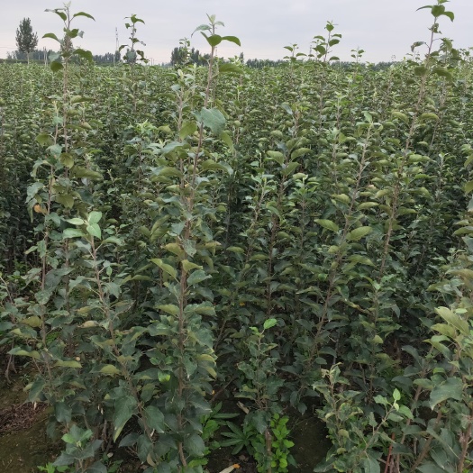泰安鲁丽苹果苗 2年生矮化苹果苗批发
