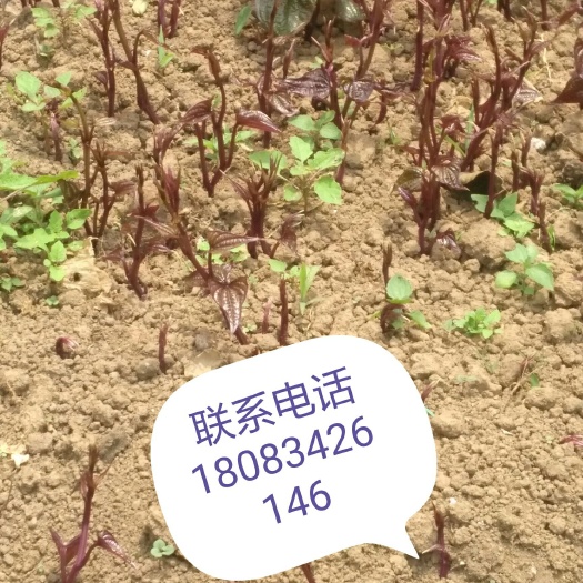 普安县 紫山药种苗