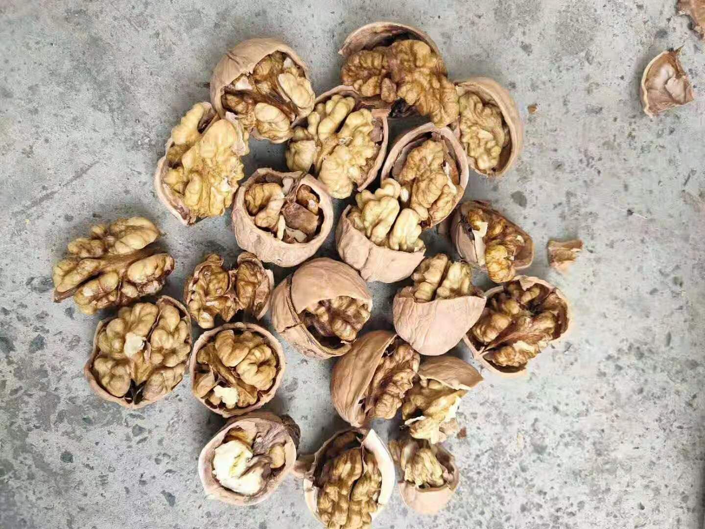 薄皮核桃  纸皮核桃清货优惠（清货）换行业甩货
