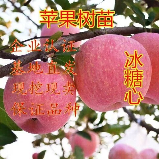 平邑县苹果盆栽 苹果树苗红富士盆栽地栽适合南北方阳台庭院种植包邮