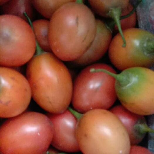 云南特产 树番茄