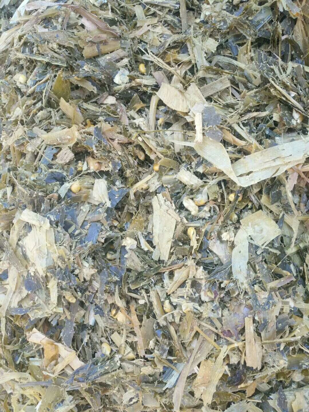 玉米青贮  玉米带棒打包青贮草大量销售