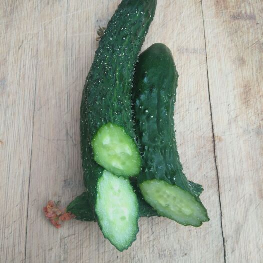 大名县德瑞特721黄瓜 每天现摘现卖