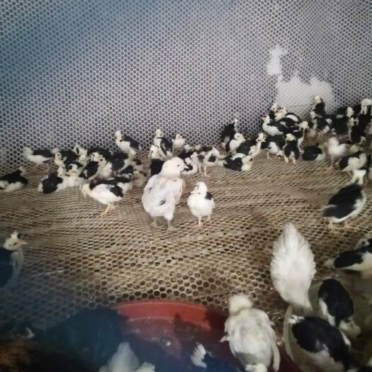  火鸡苗出售