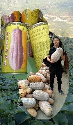 汕头蜜本南瓜种子 和利农公司 正源、利农、富都蜜本南瓜