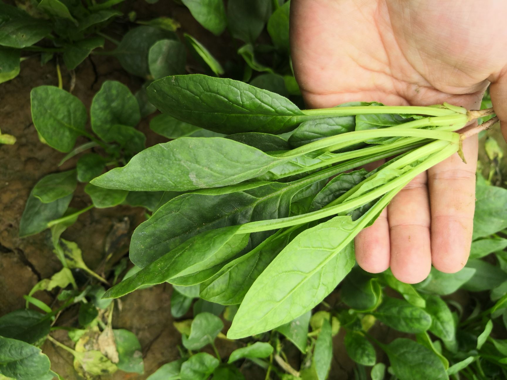 精品菠菜大量上市，全国代发