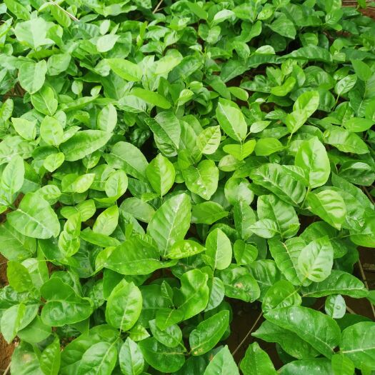 阳朔县野生山黄皮苗 山黄皮果芽苗2019年秋籽播苗