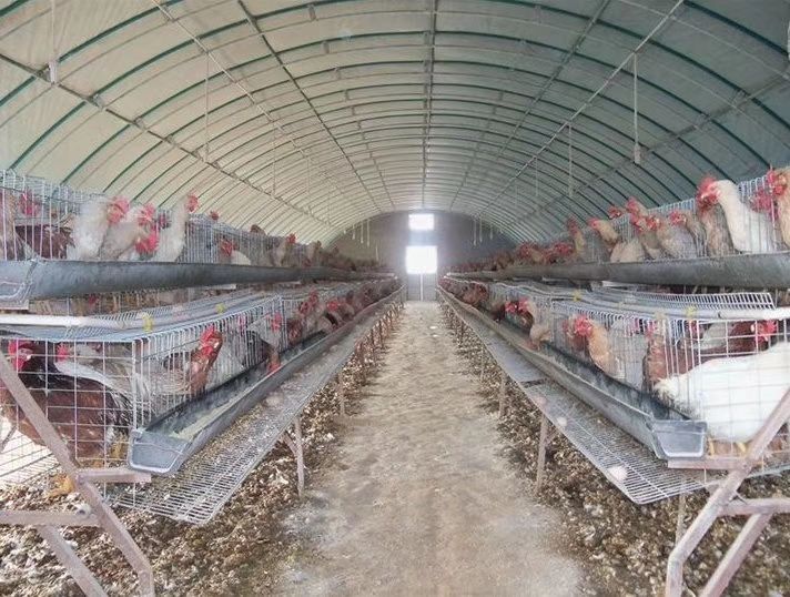 大棚管  养鸡棚养虾棚养牛棚养羊棚种植大棚花卉大棚钢管大棚菌菇棚