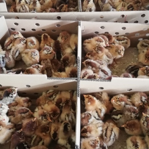 南宁 良凤鸡苗