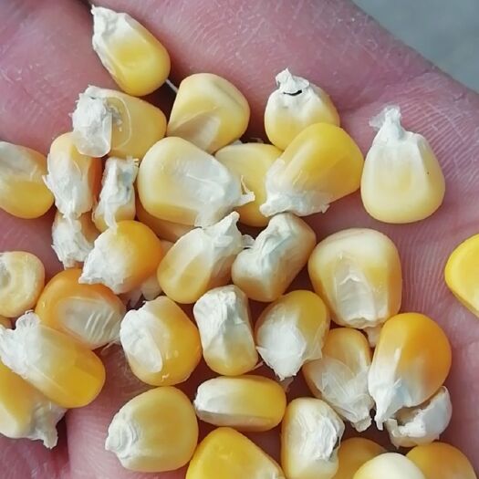 锦州糯玉米粒  黄糯玉米干粒