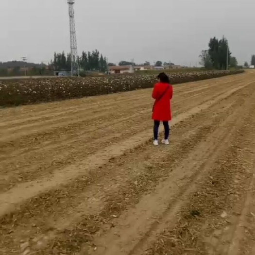 水浇地 土地肥沃，交通便利，浇灌方便