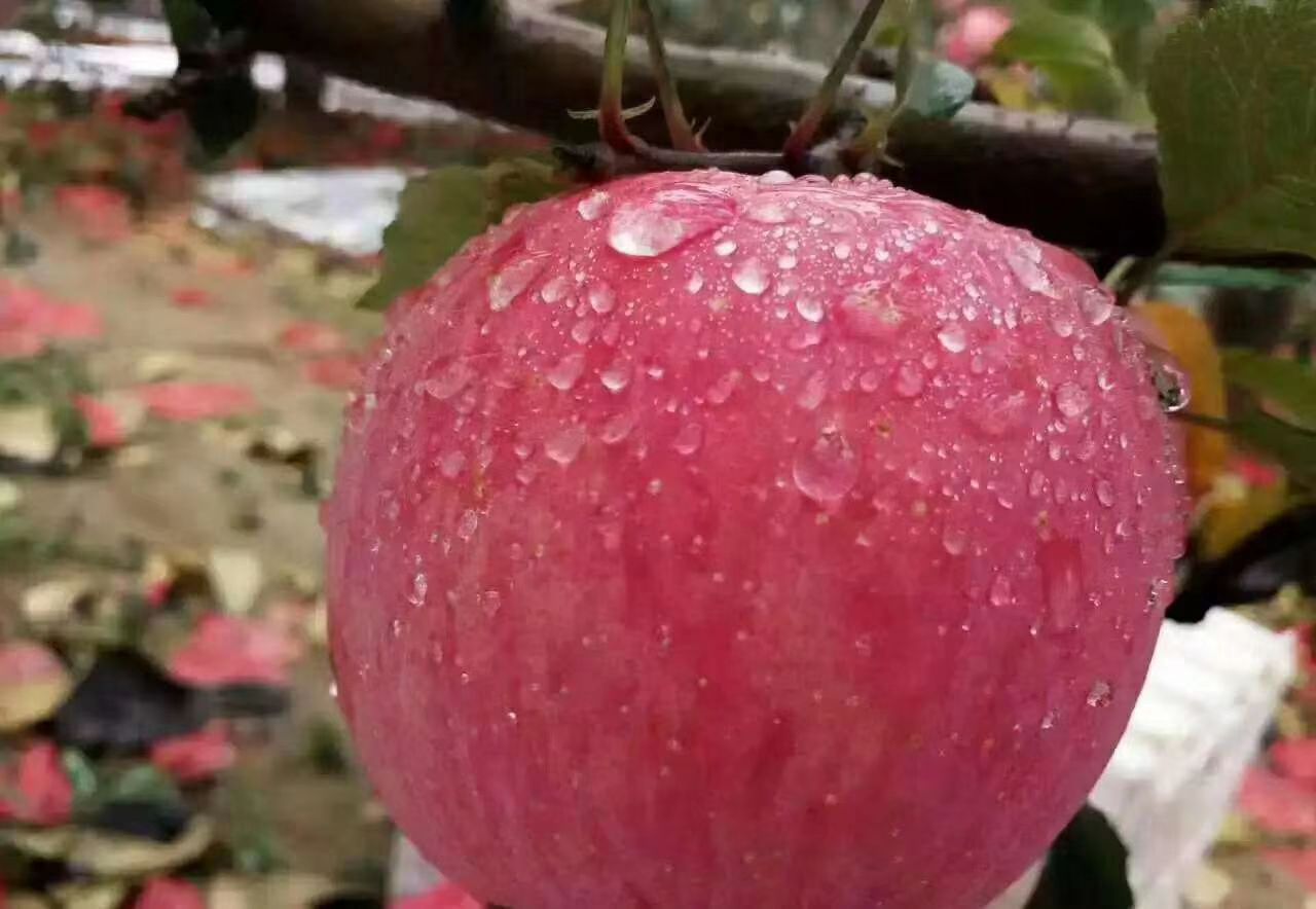 紅富士蘋果 洛川紅富士