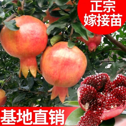 平邑县 正宗蒙阳公斤石榴树苗
