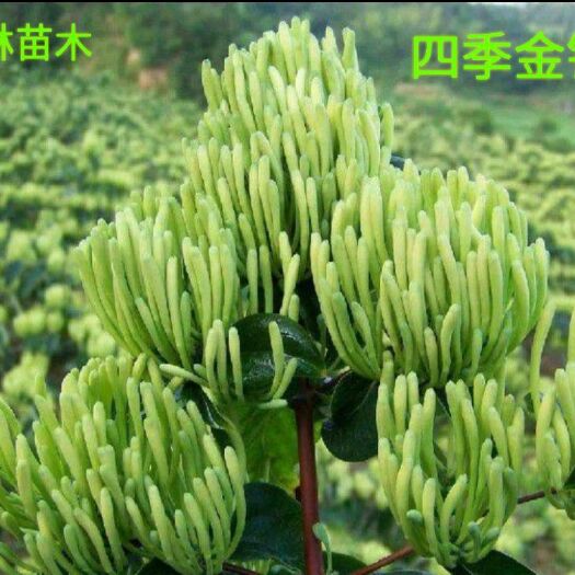 平邑县四季金银花苗 四季金银花树苗盆景苗木包成活当年开花产量南北方均可种植