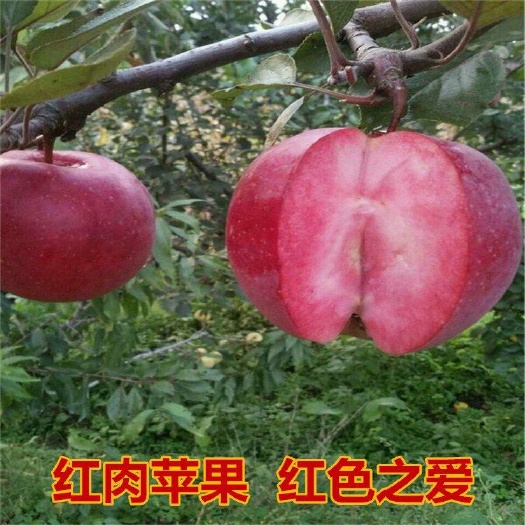平邑县 红肉苹果树苗，嫁接红肉苹果树苗，红色之爱