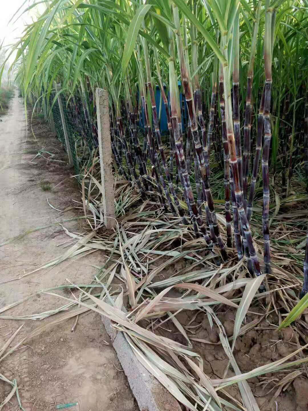  河南漯河舞阳本地黑皮甘蔗