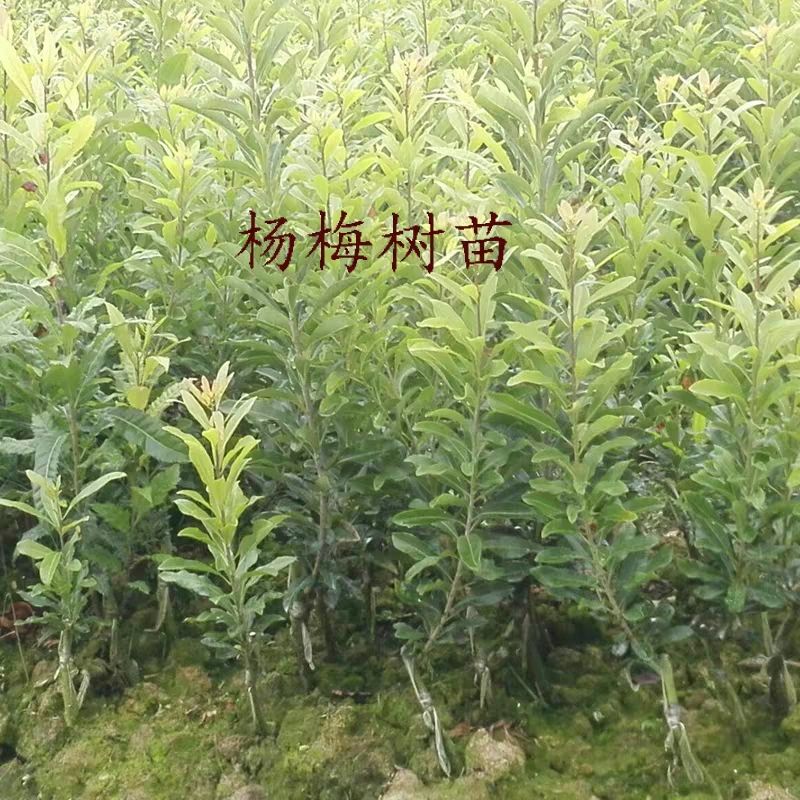 東魁楊梅樹苗  東魁楊梅苗！汁多肉甜！個大味道鮮美！