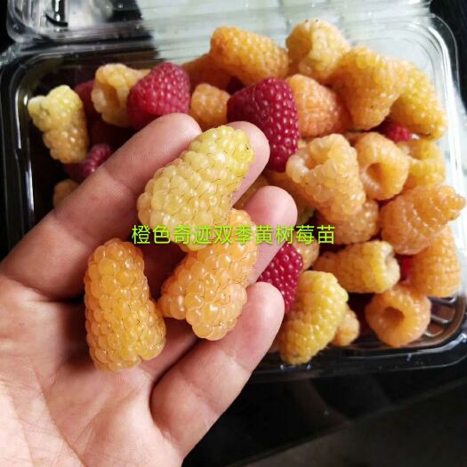 黄树莓苗  ，树莓灯笼果苗，钙果苗，蓝靛果苗，黑树莓苗红树莓