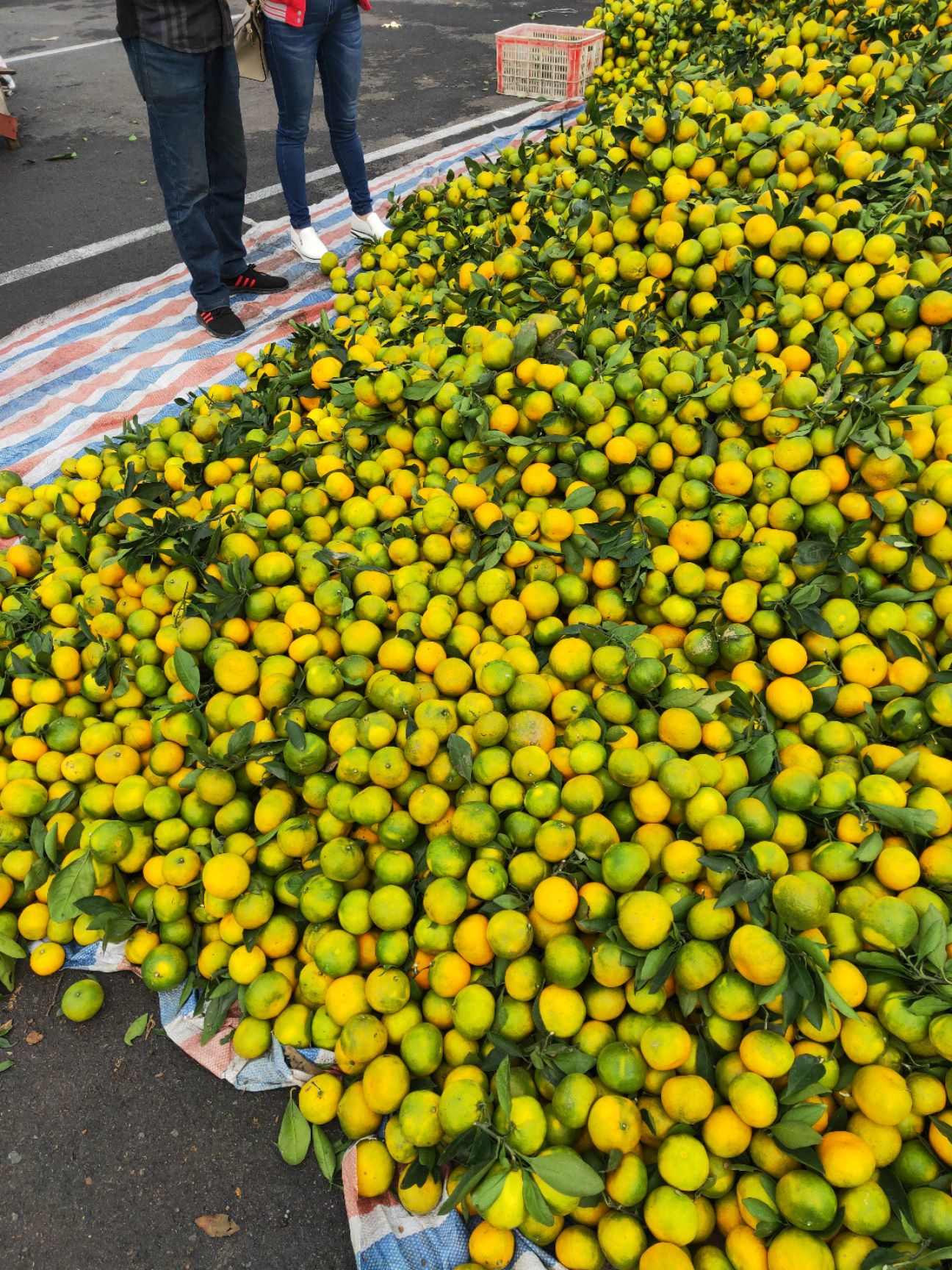黄橘子 天晴了，橘子颜色也黄了，