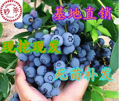 平邑县 蓝莓苗盆栽地栽果树苗蓝梅树苗蓝莓苗四季南北方种植带原土发货