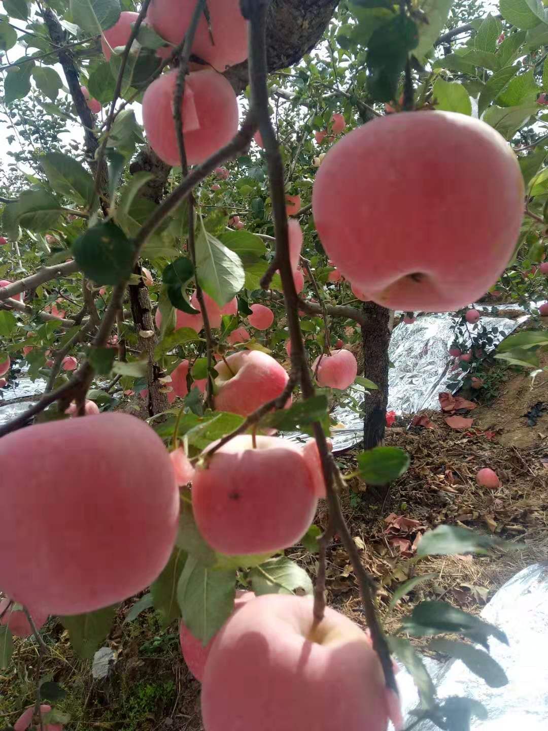  山东烟台红富士苹果75，70中小果一件代发