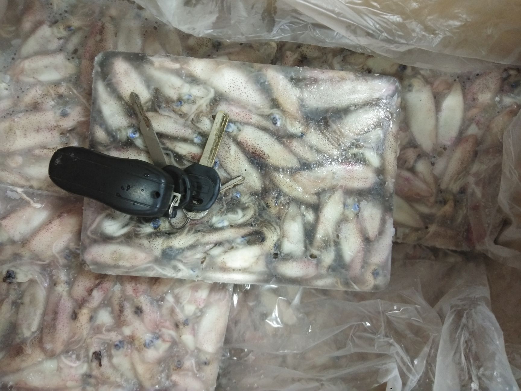  小鱿鱼三到五公分，北海现货出售