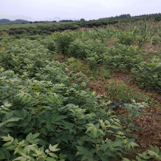 罗城县 广西吴茱萸苗