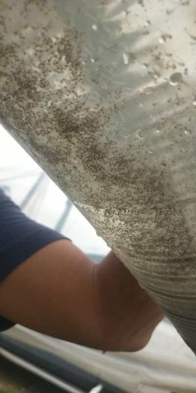 博罗县罗非鱼苗 罗非鱼水花