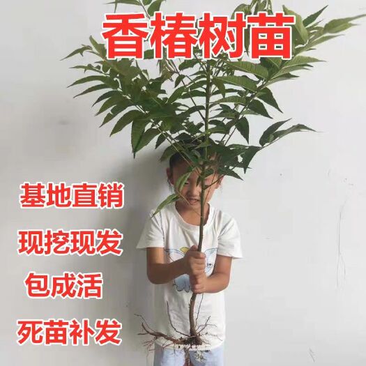 平邑县 绿油香椿苗香椿树苗盆栽地栽南方北方种植两公分以下