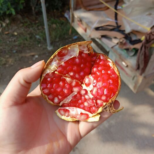荥阳市 软籽突尼斯石榴