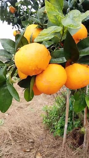 万安县卡拉卡拉红肉脐橙苗  九月红脐橙正宗赣南脐橙一年嫁接苗20－60公分高