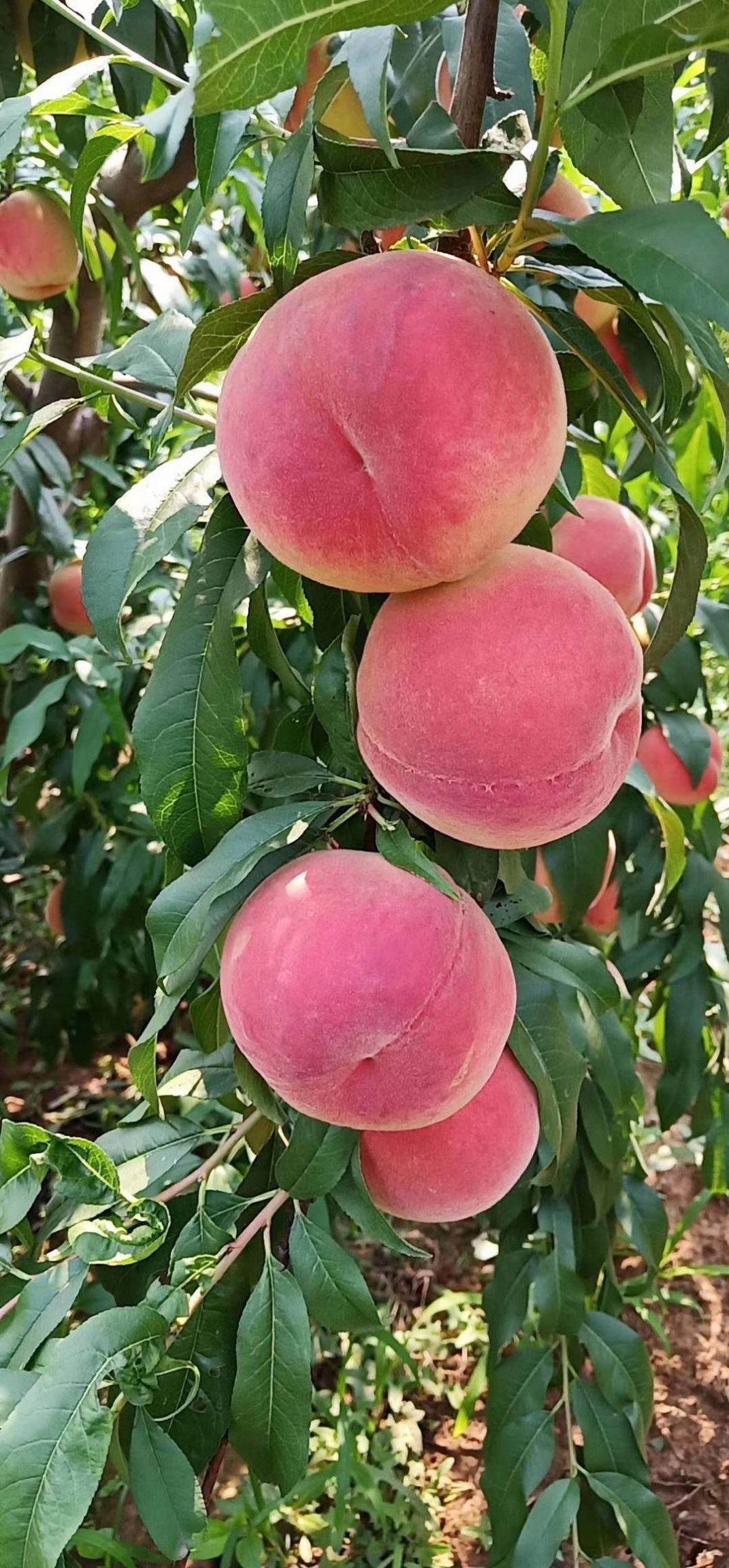 突围蜜桃，冬桃，