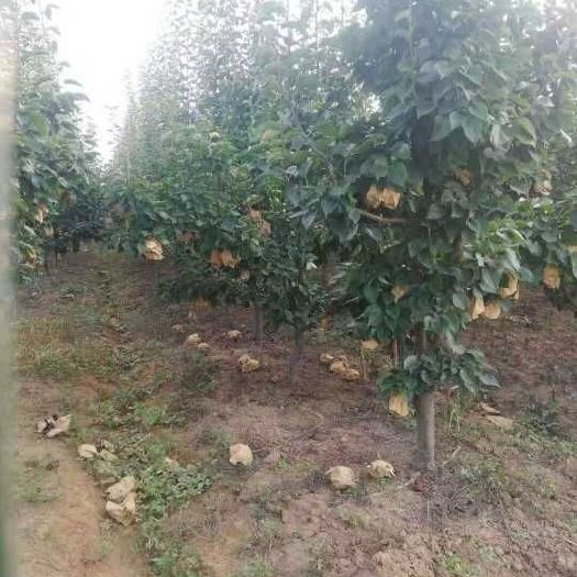 枣阳市皇冠梨苗  梨树  梨树苗 品种梨树 占地梨树 果梨树 需要