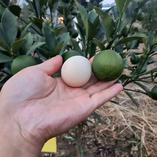 融安县脆皮金桔苗 脆密金柑，新品种优越滑皮金桔，市场价值非常高