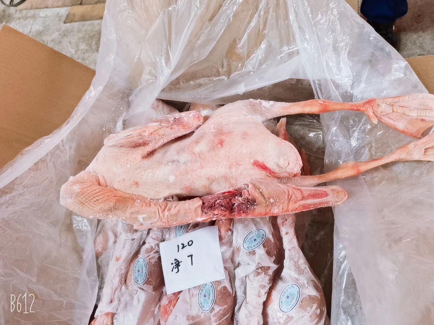 批发老鹅  批发白条鹅  批发鲜冻大鹅  批发东北大鹅