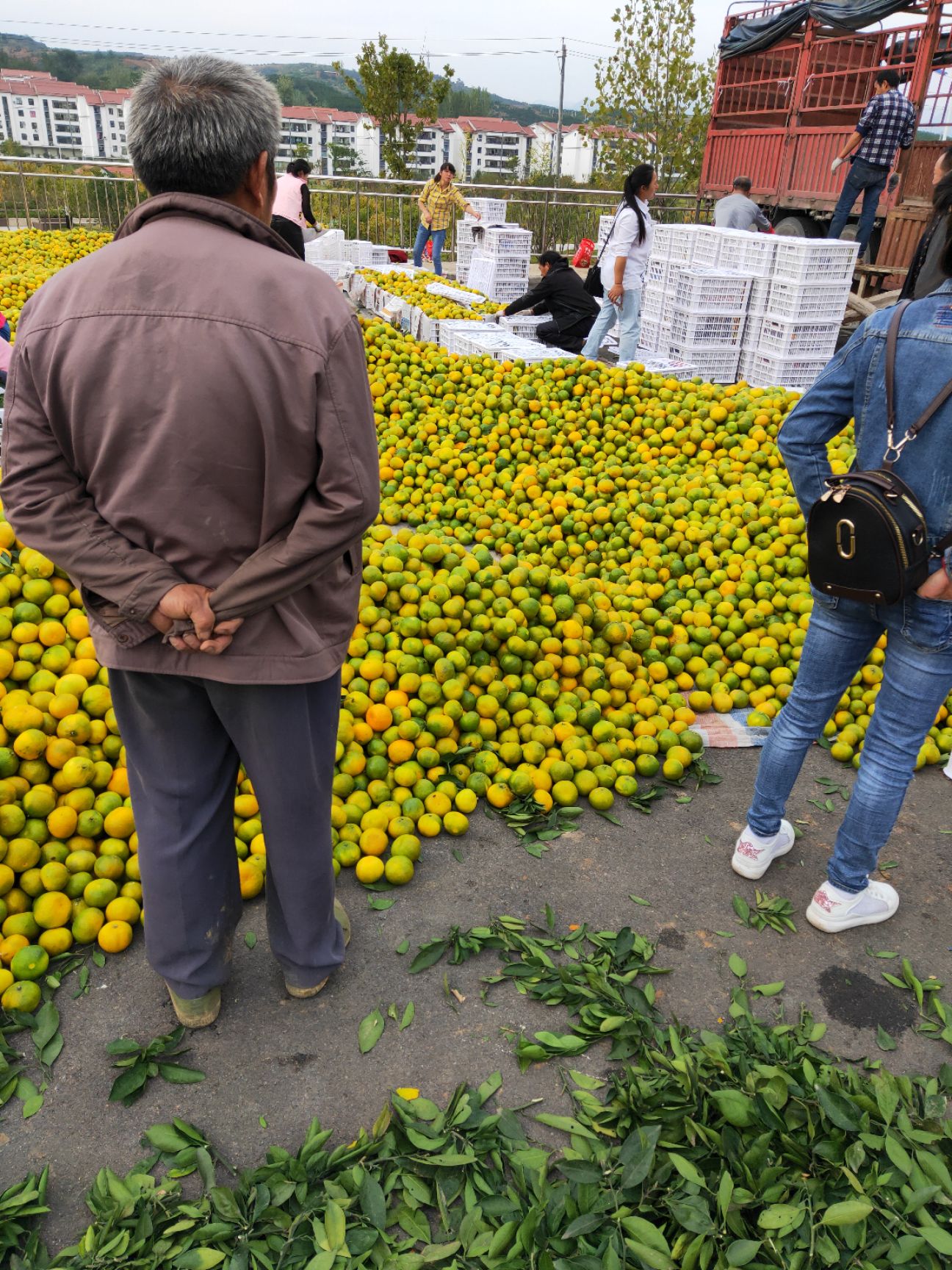 武当蜜橘已经上市了