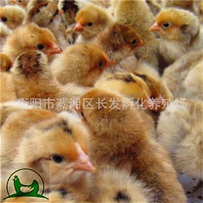 湖南衡阳孵化场，厂家直销，放养青脚土鸡苗质量保证，全国包邮