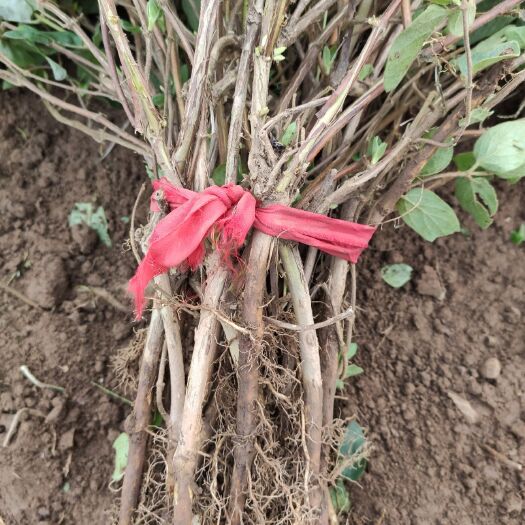 汝州市四季金银花苗 金银花种植基地直供，今年种明年，收量大从优，价格电仪/面议。