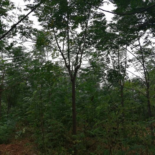 冠县 10公分苦楝树山东基地供应