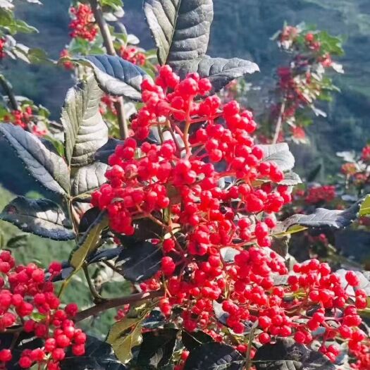 天水 甘肃天水花椒